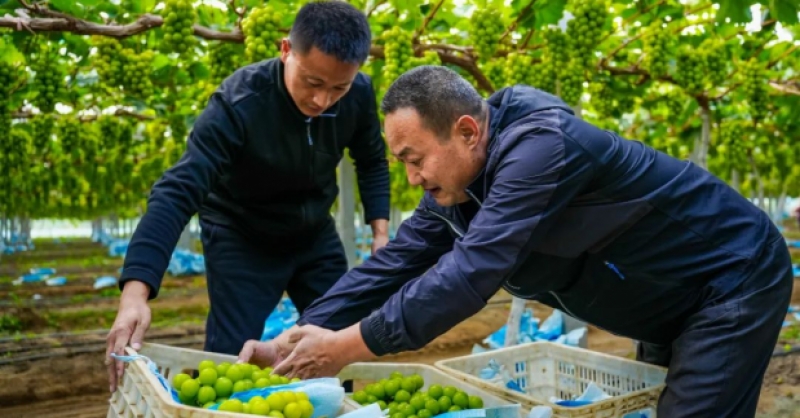 “農(nóng)旅文”融合，繪就鄉(xiāng)村振興新圖景